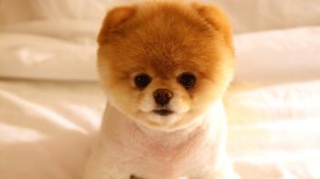 Little Dog Cute Wallpaper HD #8053 Wallpaper | High Resolution ...