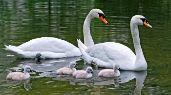 Birds: Baby Water Birds Family Animals Swans Live Wallpaper Free ...