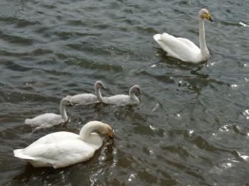 A swan family