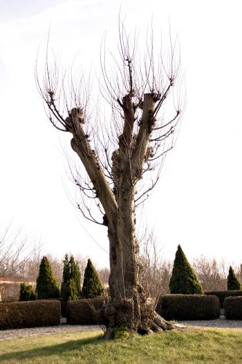 A tree with bare branches