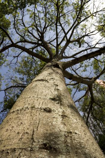 The Right Tree is an Important Decision - Mr. Roof Repair : Mr. Roof ...