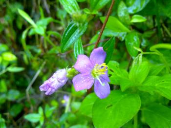 A violet Flower