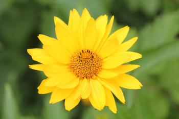 File:A yellow flower in late summer.JPG - Wikimedia Commons