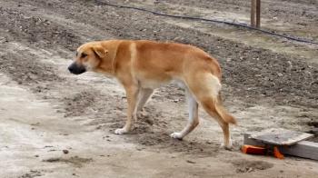 Animal rescue group writes powerful letter to owner who abandoned ...