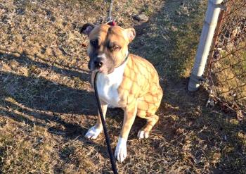 Dog Left in Connecticut Park Waits for Help | PEOPLE.com