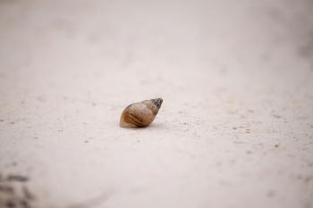 Single Abandoned shell