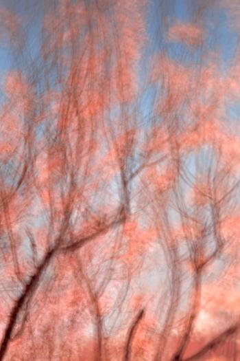 Abstract Cherry Blossom Impressions
