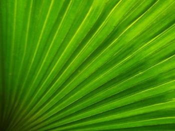 Abstract Green Palm Leaf Background