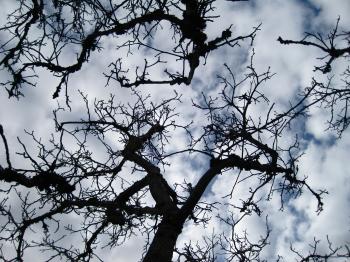 Forests: Black Winter Clouds Bare Sky Looking Up Abstract Trees ...