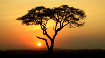 Acacia-Tree-with-sunset - Dirt Orcas