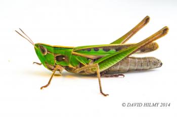 Maryland Biodiversity Project - Admirable Grasshopper (Syrbula ...