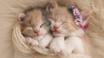 Wallpaper Cute kittens, Adorable, HD, Animals, #5655