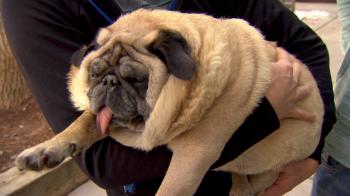 An Adorable Pug Having a Hard Time Breathing Is HEARTBREAKING ...