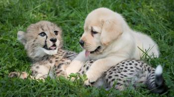 This adorable puppy and cheetah love hanging out