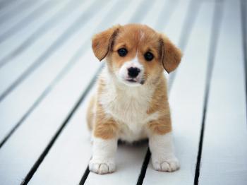 Adorable Animals are in need just help! images Cute puppy SAVED ...
