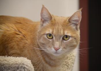 No-Fee Adoptions for All Adult Cats: December 24-31, 2016 ...