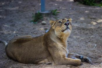 Adult Lioness