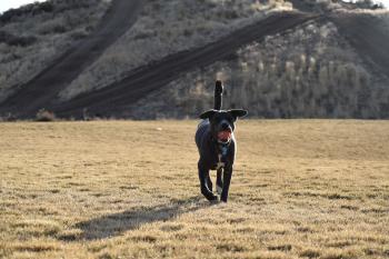 Adult Short-coated Black Dog Walking on Grass at Daytime
