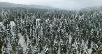 Aerial Photography of Forest during Winter