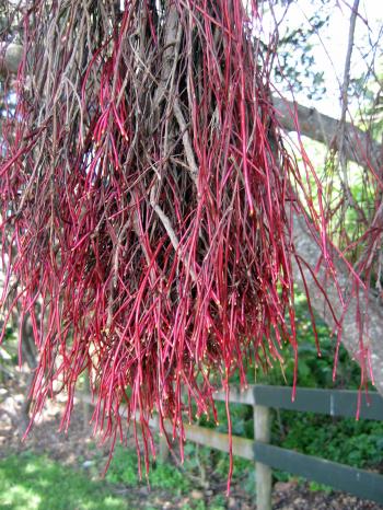Aerial root - Simple English Wikipedia, the free encyclopedia