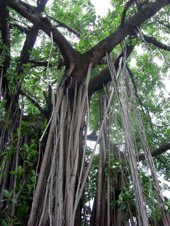 Aerial Roots