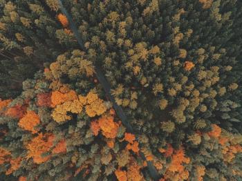 Aerial view of the woods
