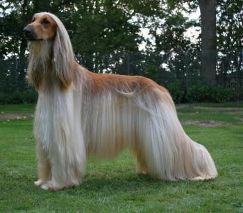 AFGHAN HOUND - appearance, fur, playing, barking, body - YouTube