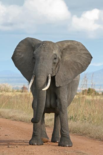 African elephant - Wikipedia