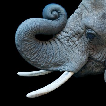 African Elephant | National Geographic