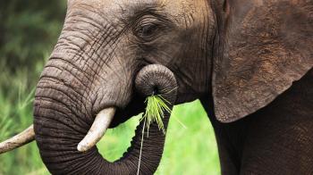 african-elephant-eating.ngsversion.1411142302210.adapt.1900.1.jpg