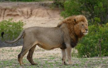 Lion - Wikipedia