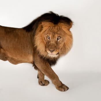 African Lion | National Geographic