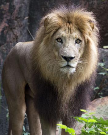 African Lion - Zoo Atlanta
