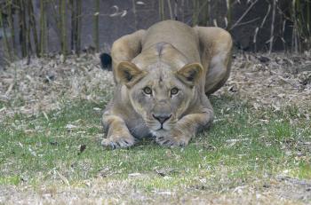 African Lioness, “Imani”, Turns Three! - The Cincinnati Zoo ...