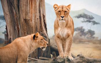 A Pair Of African Lionesses, In Profile And Front View, Respectively ...