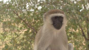 closer view of vervet monkey looking for food. Stock Video Footage ...