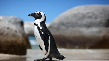 African Penguin | San Diego Zoo Animals & Plants