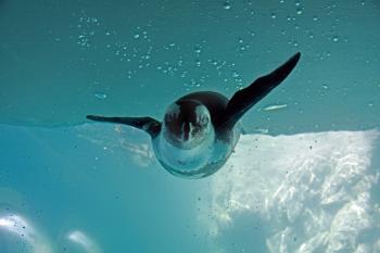 African Penguins - Mystic Aquarium