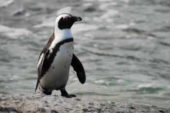 File:African penguin near Boulders Beach.jpg - Wikimedia Commons