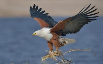 African Fish Eagle Haliaeetus Vocifer Hd Wallpaper : Wallpapers13.com