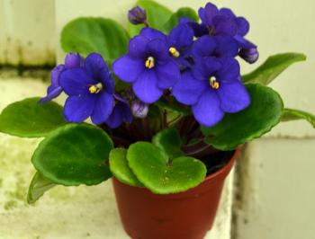 Learn how to care for African violets with these great instructions ...