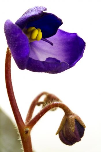 African violet blossom