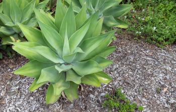 Agave attenuata | Alpine Nurseries
