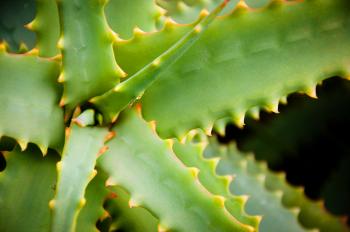 Agave cactus leaves plant