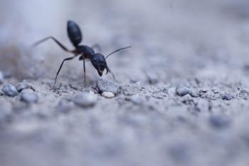 Agressive ant
