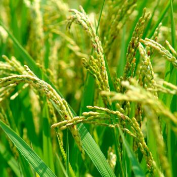 Successful agricultural transformations: Six core elements of ...