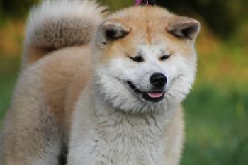6 Best Foods to Feed Your Adult and Puppy Akita