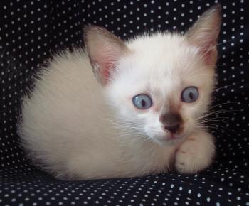 Albino Burmese Kitten Free Stock Photo - Public Domain Pictures