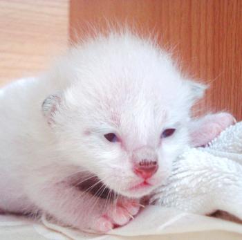 Albino Burmese Kitten