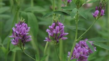 Medicago sativa, alfalfa, lucerne in bloom - close up. Alfalfa is ...